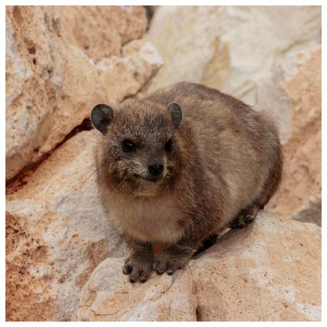 5 - Rock Hyrax Hyrax Animals, Rock Hyrax, Basking Shark, Tropical Animals, Labrador Puppy, Spirit Animal, Labrador, Kitty, Puppies