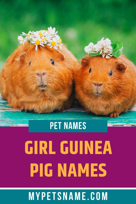 A pair of female guinea pigs, or sows, makes a perfect pairing, due to their good-natured and sociable personalities. Take a look at our girl guinea pig names that take inspiration from nature for beautiful, feminine ideas. Guinea Pig Names Girl, Cute Funny Names, Guinea Pig Names, Girl Pet Names, Pig Names, Female Guinea Pigs, Cool Pet Names, Pig Facts, Guinea Pig Diy