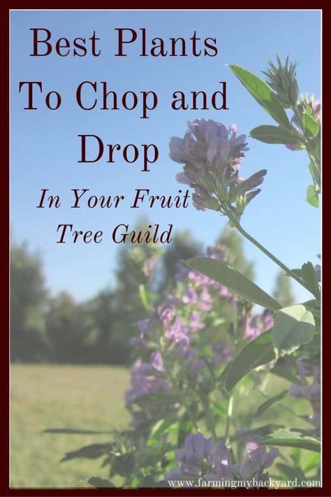 Best Plants To Chop and Drop In Your Fruit Tree Guild - Farming My Backyard Fruit Tree Guild Plans, Mulch Plants, Fruit Tree Guild, Chop And Drop, Tree Guild, Bee Yard, Family Homestead, Diy Herb Garden, Herb Garden Design