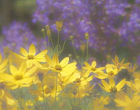 Soft Purple and Yellow Flowers-Printable Flower Art Flower Yellow Cover Photo, Yellow Purple Aesthetic, Purple Yellow Aesthetic, Yellow And Purple, Yellow And Purple Aesthetic, Purple And Yellow Aesthetic Pastel, Purple And Yellow Flowers, Purple And Yellow Aesthetic, Purple Green Yellow Aesthetic