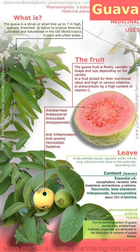 10 Amazing Benefits Of Guava: It helps to keep your brain functions positive by maintaining good blood flow. Guava Fruit Benefits, Benefits Of Guava, Guava Benefits, Guava Tree, Guava Leaves, Guava Fruit, Tomato Nutrition, Calendula Benefits, Fruit Health Benefits