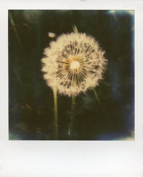 Polaroid Flower Pictures, Flower Polaroid, Black And White Polaroid, Flowers Polaroid, Dandelions Flower, Dandelion Photo, فن الرسم بالمسامير, Polaroid Aesthetic, العصور الوسطى