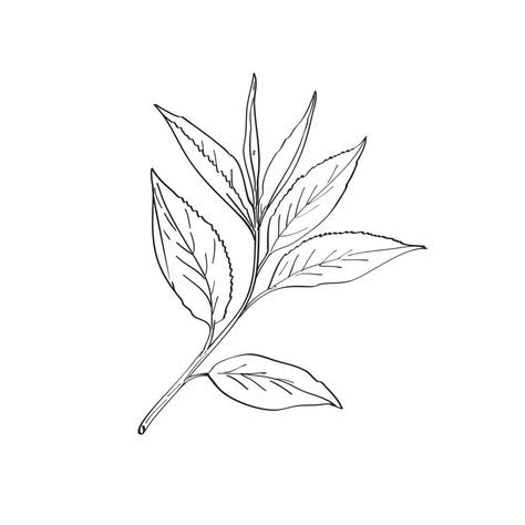 Tea Leaves Tattoo, Green Tea Plant, Tea Tattoo, Leaves Sketch, Green Tea Leaves, Tea Labels, Drawing Black And White, Tea Logo, Leaf Outline