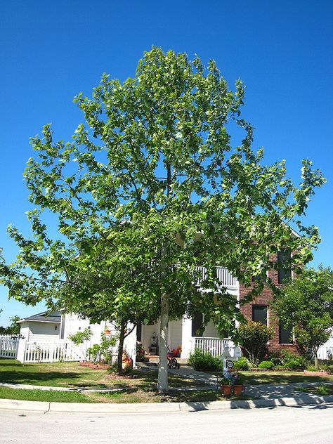 Mexican Sycamore- the winner for our backyard! Excited it's such a gorgeous tree. Tree Front Yard, Front Yard Trees, Front Yard Tree Landscaping, Yard Trees, Native Landscaping, Lawn Ideas, Trees For Front Yard, Garden Site, Sycamore Tree