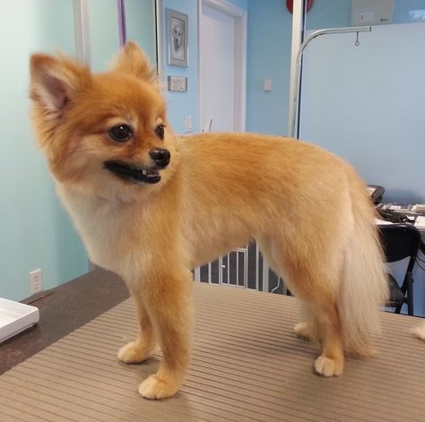 Pomeranian haircuts / Pomeranian fox cut Pomeranian Facts, Pomeranian Haircut, Baby Pomeranian, Dog Haircuts, Cute Pomeranian, Short Haircut Styles, Dog Cuts, Haircut Styles, Getting A Puppy