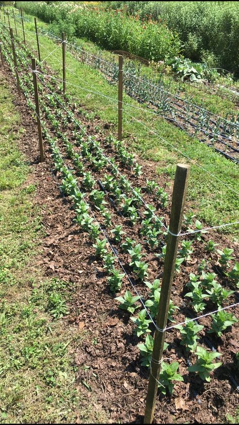 Zinnias Garden Ideas, Zinnias Garden, Cut Flower Garden Layout, Tomato Stakes, Flower Garden Layout, Zinnia Garden, House Gardening, Flower Garden Plans, Cut Flower Farm