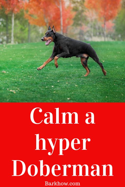 Doberman Pinscher Training, How To Train A Doberman Puppy, Doberman Quotes, Training Doberman, Doberman Puppy Training, Exercise Games, Doberman Breed, Funny Doberman, How To Calm Down