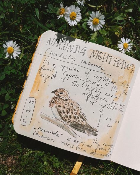 Nacunda nighthawk 🙌 . . . #birdartwork #birdartofinstagram #birdpainting #watercolorbird #birdwatercolor #birdbook #birdsketch #birdsketchbook#birdjournal #naturejournal #naturejournaling #naturalistart #birdwatching_global #birdersofinstagram #the100dayproject #100dayproject #the100dayproject2024 #painteveryday #makearteveryday #migratorymay2024 #nighthawk #nightjar #migratorybirds #migratorymay Birdwatching Aesthetic, Bird Journal, Birding Journal, Journal Style, Nature Journaling, Bird Sketch, Migratory Birds, Bird Book, Plant Aesthetic