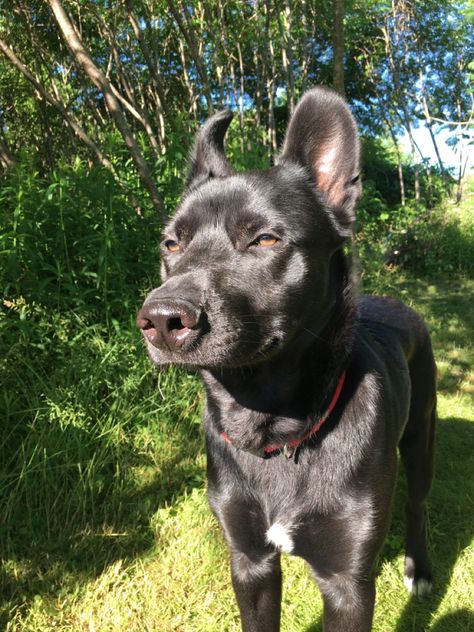 Cute german sheperd lab mix! Labrador Retriever Mix, Beautiful Creatures, Fireworks, French Bulldog, Labrador Retriever, Labrador, Cute Dogs, Bulldog, Lab