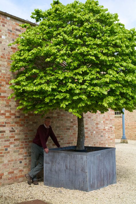 Bulbeck Foundry: Planters Blank Huge Planters, Tree Planters, Big Tree, Lost Wax, Garden Planters, Extra Large, Wax, Trees, Lost