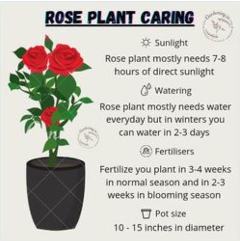 Rose Plant Care Tips, Mini Roses Care Indoor, Indoor Rose Plant, Indoor Roses, Rose Plant Care, Edible Roses, Plant Care Tips, Rose Plant, Rose Care