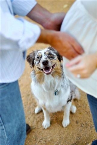 baby bump with the dog...love Pregnant Picture, Photo Bb, Baby Bump Photoshoot, Maternity Photography Poses Pregnancy Pics, Baby Bump Photos, Maternity Photoshoot Poses, Maternity Inspiration, Pregnancy Photo, Maternity Pics