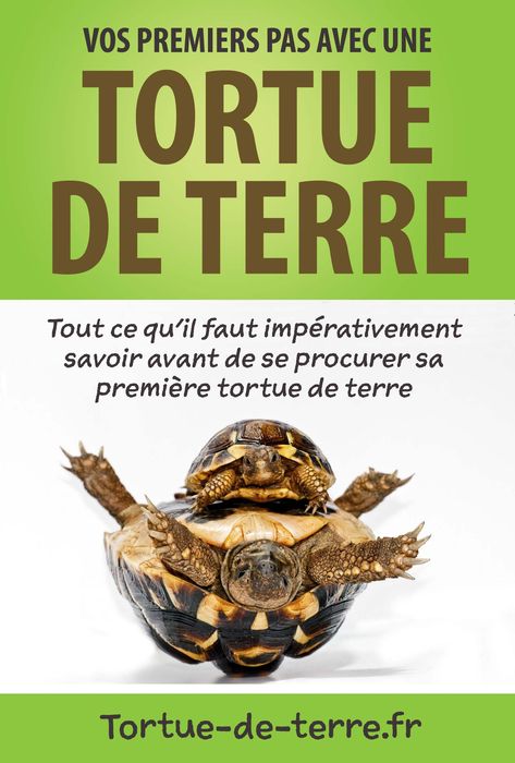 Quelles sont les conditions idéales d’hibernation de la tortue Hermann ? – Tortue de terre Mason Jar Terrarium, Turtle Terrarium, Water Terrarium, Gecko Terrarium, Tortoise Enclosure, Bottle Terrarium, Terrarium Centerpiece, Cactus Terrarium, Diy Succulent Terrarium