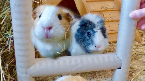 Diy Guinea Pig Toys, Guinea Pig Information, Herbivorous Animals, Eating Banana, Guinea Pig Diy, Guinea Pig (toy), Pig Toys, Pig Crafts, Guinea Pig Bedding