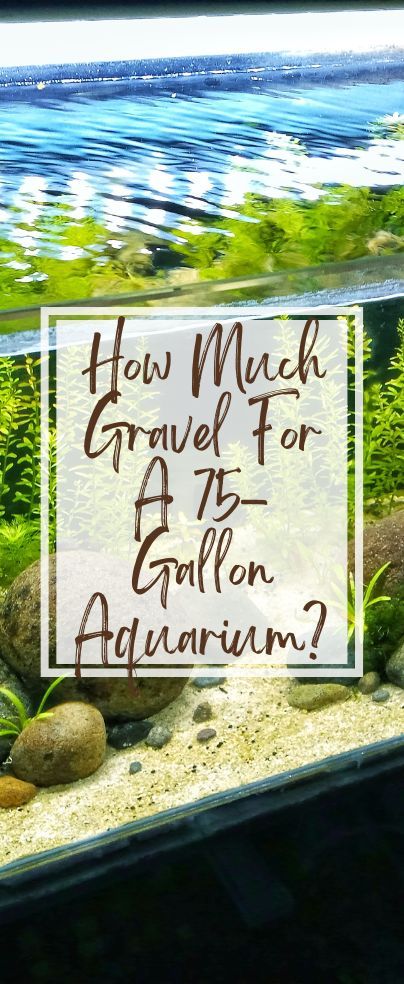 If you are preparing your new fish tank, you will want to know how much gravel you need for a 75-gallon aquarium. Gravel is a popular substrate for aquariums as it is easy to care for and is often an affordable choice. You want to make sure you get the right amount to create a healthy environment in your fish tank. 75 Gallon Aquarium, Fish Tank Gravel, Saltwater Aquarium Fish, Fish Tank Design, Aquarium Gravel, Rock River, Aquarium Setup, Aquarium Design, Saltwater Aquarium