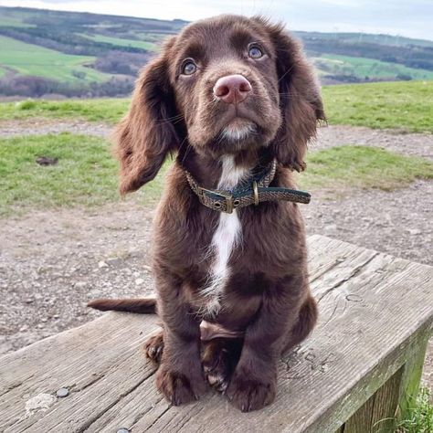 Sprocker Spaniel, Springer Spaniel Puppies, Spaniel Breeds, Cocker Spaniel Puppies, Cocker Spaniel Dog, Spaniel Puppies, Spaniel Dog, Sweet Dogs