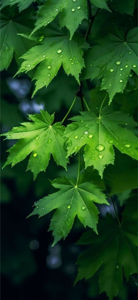 Leaves Wallpaper Iphone, Nature Verte, Samsung Mobile Phone, Green Leaf Wallpaper, Leaf Photography, Iphone Wallpaper Landscape, Belle Nature, Original Iphone Wallpaper, Iphone Wallpaper Hd Nature