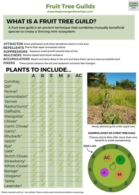 (20+) Florida Food Forest - Citrus Co | Facebook Fruit Tree Guild Companion Planting, Permaculture Fruit Tree Guild, Permaculture Guilds Fruit Trees, Companion Planting Fruit Trees, Companion Plants For Fruit Trees, Food Forest Garden Backyards, Banana Tree Guild, What To Plant Around Fruit Trees, Fruit Tree Guild Permaculture Design