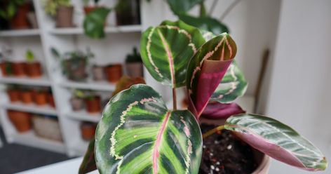 Calathea roseopicta, also called as Rose-painted Calathea is found growing in florest floor and under tree in tropical areas in Brazil North... Calathea Roseopicta, Powdery Mildew, Plant Roots, House Plants, Soil, Plant Leaves, Brazil, Home And Garden, Plants