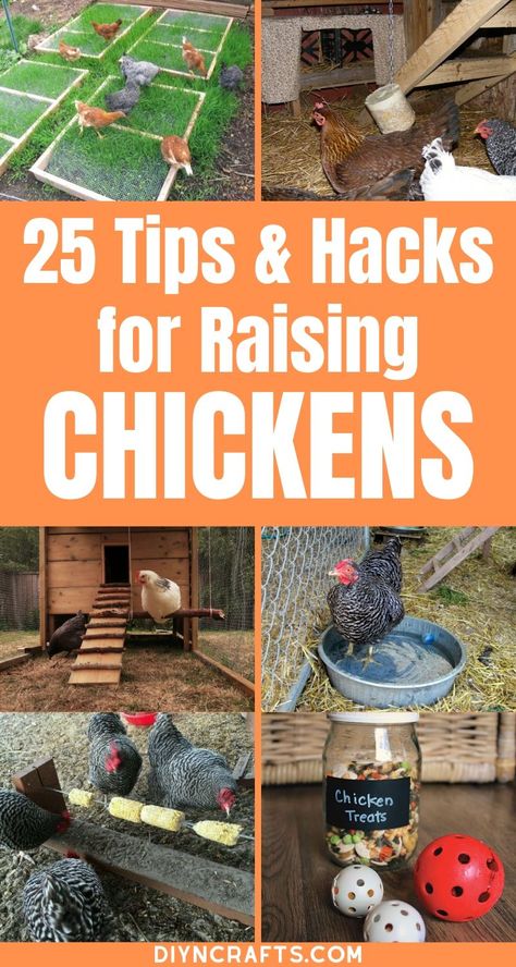 Chicken Pecking, Cute Chicken Coops, Chicken Coop Garden, Backyard Chicken Coop Plans, Chicken Coup, Diy Chicken Coop Plans, Hacks Lifehacks, Urban Chickens, Backyard Chicken Farming