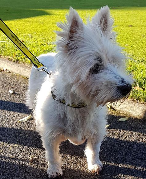 Rehome Dog, Terrier Rescue, Largest Dog, Dogs Trust, Westie Dogs, West Highland White, West Highland Terrier, Rescue Dog, West Highland White Terrier