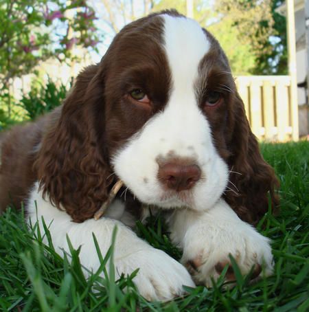 DAY 7 DOG-A-DAY – MEET SPRINGER SPANIEL “WINSTON” Springer Puppies, English Springer Spaniel Puppy, English Spaniel, Springer Spaniel Puppies, Springer Spaniels, English Cocker, Willamette Valley, English Cocker Spaniel, English Springer