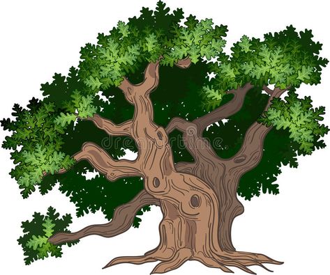 Big oak tree stock illustration Oak Tree Illustration, Big Oak Tree, Old Oak Tree, Big Tree, Tree Illustration, Oak Tree, Children's Book Illustration, Book Illustration, Botany