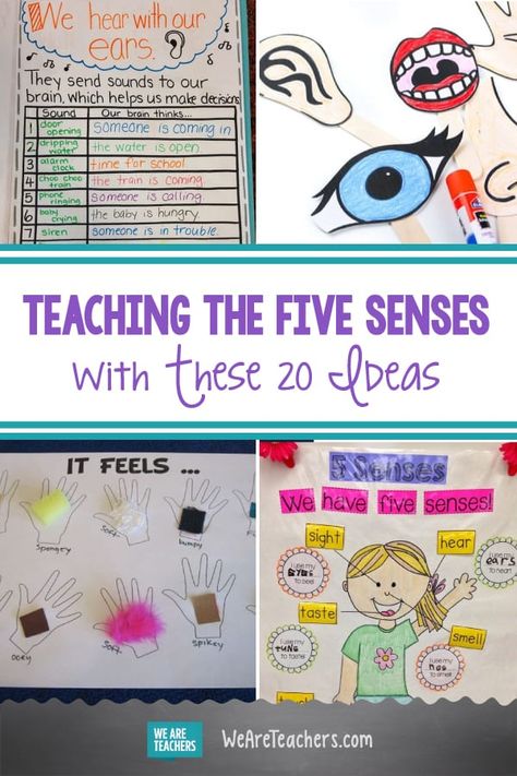 20 Five Senses Activities to Engage Young Students | WeAreTeachers 5 Senses Activities Special Education, Grade 1 Senses Activities, 5 Senses Activities For 3rd Grade, 5 Senses Centers Kindergarten, Five Senses First Grade, Fall Five Senses Kindergarten, Senses Anchor Chart, Wit And Wisdom Kindergarten, Senses Kindergarten