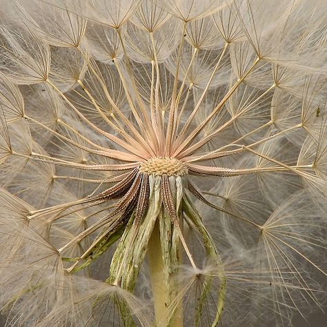 Dandelion Clock, Blowing In The Wind, Pixie Hollow, A Dandelion, Dandelion Wish, Dandelion Flower, Disney Fairies, Foto Art, Seed Pods