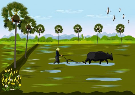 Farmers are digging the soil using buffalo in rice fields #paid, , #affiliate, #sponsored, #soil, #fields, #rice, #digging Tree Eye Tattoo, Farmer Background, Buffalo Rice, Food Tree, Background Food, Tree People, Rice Fields, Tree Logos, Green Vegetables