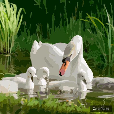 Coloring Duck family pictures with game oil painting colorplanet Oil Painting App, Swan Family, Duck Family, Oil Painting Supplies, Painting Video, Duck Art, Family Drawing, Car Illustration, Painting Videos