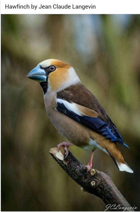 Hawfinch, Bird Identification, Most Beautiful Birds, Finches, Wild Creatures, Sparrows, Nature Birds, Bird Pictures, Exotic Birds