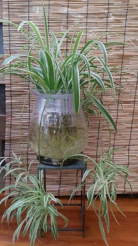 Plantas Aesthetic, Jar Plants, Water Plants Indoor, Tanaman Air, Plants Grown In Water, Plants In Jars, Indoor Water Garden, Spider Plant, Plant Care Houseplant