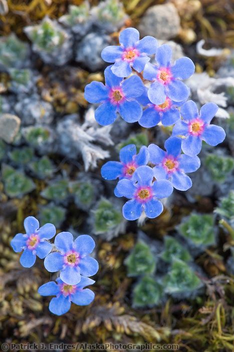 Alaskan Flowers, Tundra Landscape, Alaska Flowers, Misty Blue Flower, Arctic Flowers, Blue Mist Flower, Alpine Forget Me Not, Arctic Landscape, Alpine Flowers