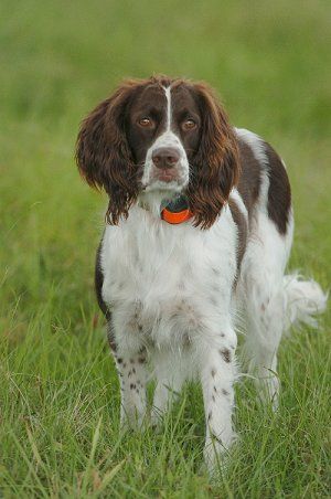 French Brittany Spaniel, French Spaniel, Springer Dog, Dog Communication, Springer Spaniel Puppies, Spaniel Breeds, Spaniel Art, Springer Spaniels, Hypoallergenic Dogs