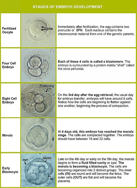 Stages of Embryo Development (image) Ivf Timeline, Ivf Preparation, Embryo Development, Ivf Quotes, Ivf Tips, Egg Retrieval, Pregnancy Workout Videos, Embryonic Development, Ivf Pregnancy