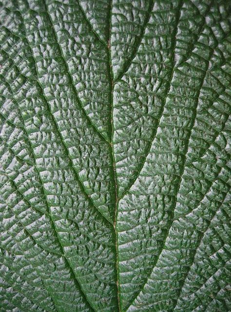 In this image you can see the fine details in the leaf and this creates texture. Foto Macro, Theme Nature, Digital Photography School, Elements And Principles, Photo Texture, Texture Inspiration, Texture Photography, Photography Challenge, Principles Of Design