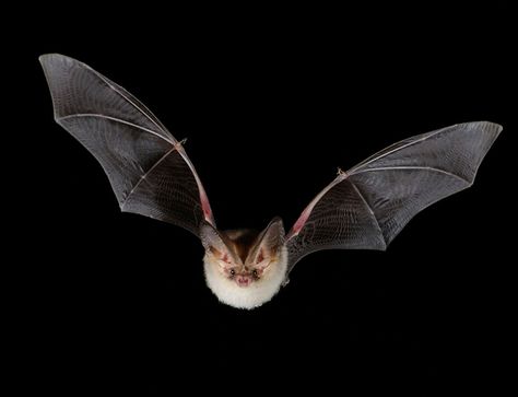 Beautiful British bat is one in just 1000 - environment - 07 August 2013 - New Scientist Bat Photos, Bat Species, Bat Flying, Bat Tattoo, Bat Art, Fruit Bat, New Scientist, Cute Bat, British Wildlife