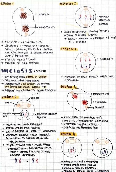 Biology Journal, Materi Bahasa Jepang, Study Biology, School Study Ideas, Medical School Inspiration, Science Notes, School Materials, Biology Notes, Study Board