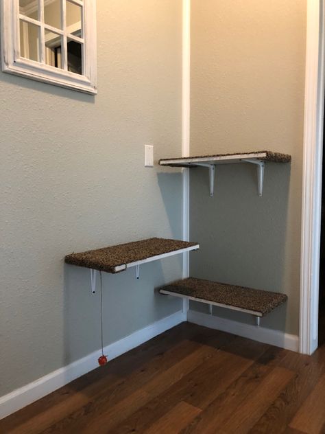 Cat Feeding Area, Cat Feeding Shelf, Diy Cat Toys Easy, Cat Room Diy, Diy Cat Shelves, Cat Room Decor, Diy Cat Tree, Cat Wall Furniture, Cat House Diy