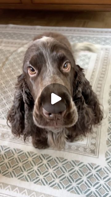 9.1K views · 2.1K likes | 🐾 Cocker Spaniel Lovers Community 🐾 on Instagram: "I’m wonderful? 😆
.
.
.
.

.

.
.
.
.

.
#cocker_world #cockerspaniel #cocker #cockerdream
#cockerspanielsofinstagram 
#cockerspanielworld #cockerlove #cockerspaniels" Cokers Spaniel, 2 Cocker Spaniels, Working Cocker Spaniel, Cocker Spaniel With Bow, Working Cocker Spaniel Chocolate, Cocker Spaniel, Spaniel, Wonder, Instagram