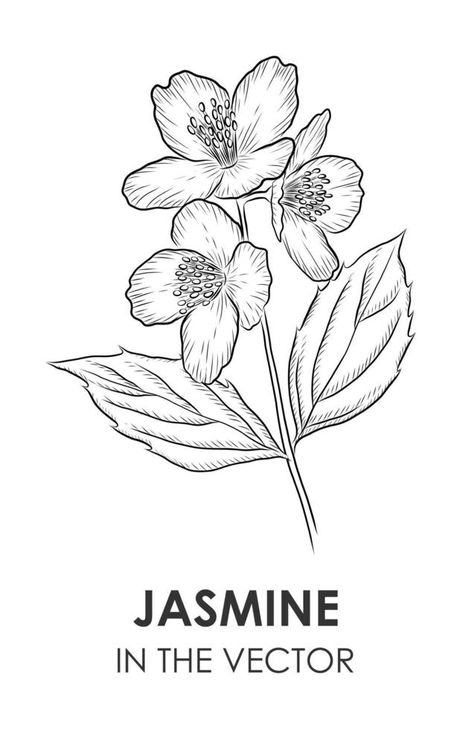 VECTOR SKETCH OF A JASMINE ON A WHITE BACKGROUND Sketch Background, White Jasmine, Jasmine Flower, Flower Sketches, Vector Sketch, Background Background, Background White, Tattoo Sketches, Lotus Flower Tattoo