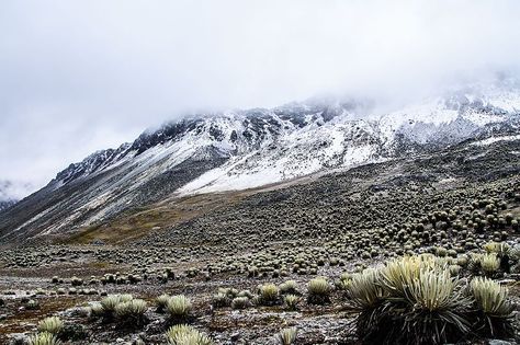 Alpine Tundra, Flora Fauna, Mount Rainier, Ecology, Alaska, Google Images, Beautiful Places, The Incredibles, Natural Landmarks