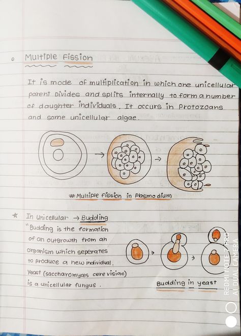 Class 10 Reproduction Notes, Asexual Reproduction, Bio Notes, Handwritten Notes, Class 10, Driving Pictures, Parenting, Feelings, 10 Things