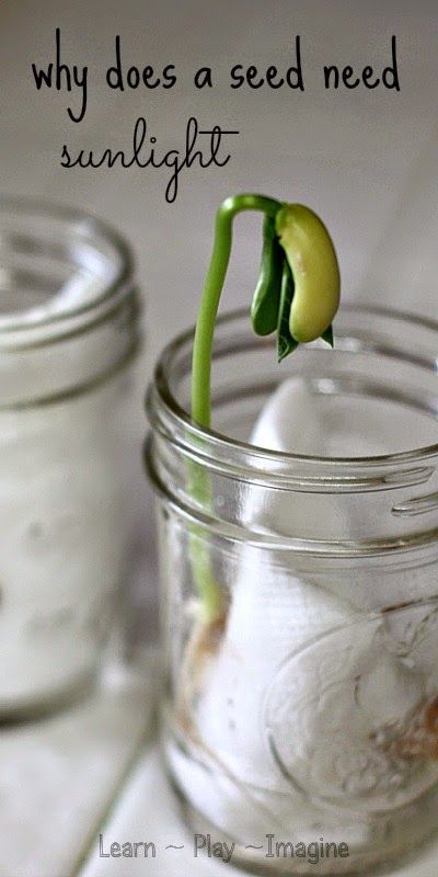 Garden Tricks, Growing Beans, Thanksgiving Activities Preschool, Conservation Projects, Preschool Garden, Plant Activities, Simple Science, Easy Science Experiments, Bean Seeds