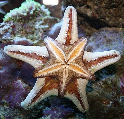 Starfish Anatomy, Starfish Species, Sea Creatures Art, Geometry In Nature, Sea Of Stars, Sea Stars, Underwater Art, Stella Marina, Beautiful Sea Creatures