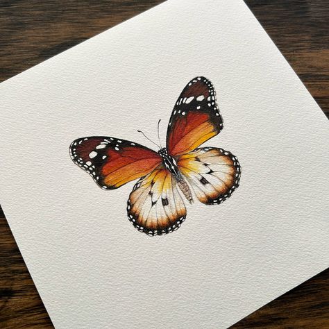 African Monarch Butterfly, Monarch Butterfly Illustration, Monarch Butterfly Painting, Queen Butterfly, Illustration Butterfly, Butterfly Art Painting, Science Illustration, Painting Pictures, Pressed Paper