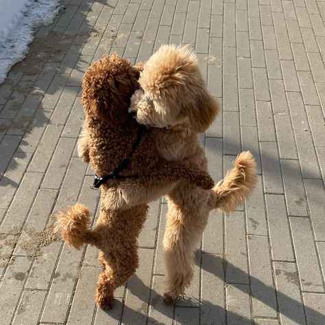 Apricot Poodle, Poddle, Toy Poodle Puppies, Miniature Poodle, Poodle Puppy, Poodle Dog, Toy Poodle, Pet Grooming, Dog Names