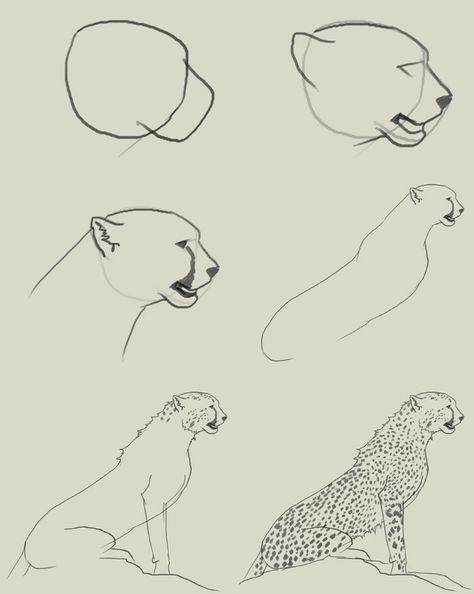 How To Draw A Cheetah Step By Step, How To Draw A Leopard, How To Draw Cheetah, How To Draw A Cheetah, Cheetah Drawing Sketches, Cheetah Drawing Easy, Cheetah Stencil, Cheetah Drawings, Cheetahs Animal