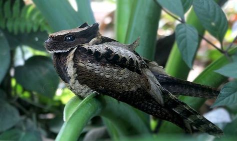 GREAT EARED NIGHTJAR Great Eared Nightjar, Nightjar Bird, Animal Poses, Dragon Bird, Weird Animals, Animal Photo, Creature Design, 귀여운 동물, Beautiful Creatures